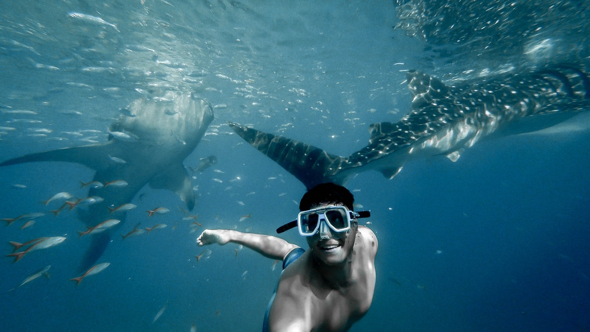 Donsol | A Guide to Whale Shark City