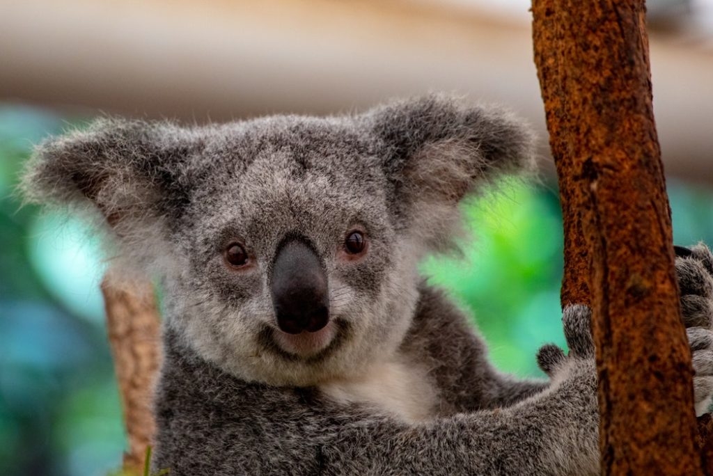 Brisbane | Cuddling with Koalas and Other Wildlife Adventures
