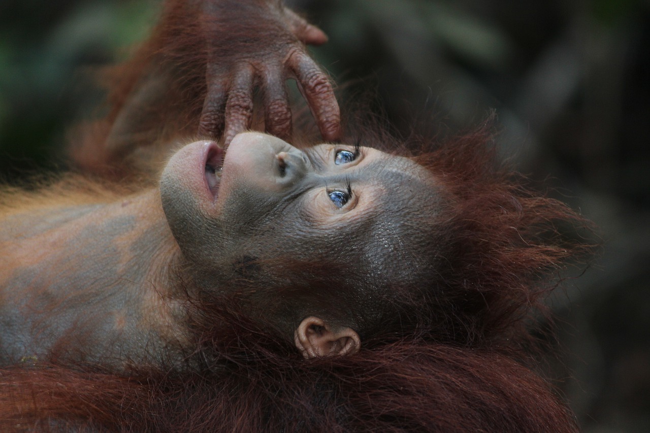 Kota Kinabalu | Orangutans and Other Adventures in Borneo