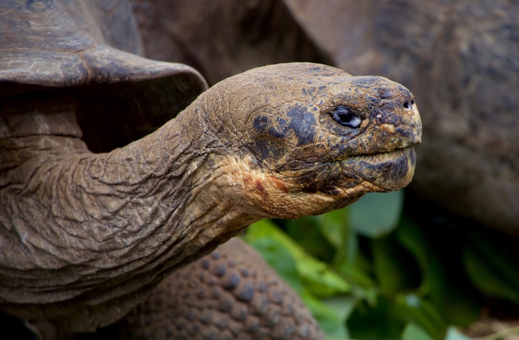 Galapagos Islands | A View to Nature as Darwin Saw It